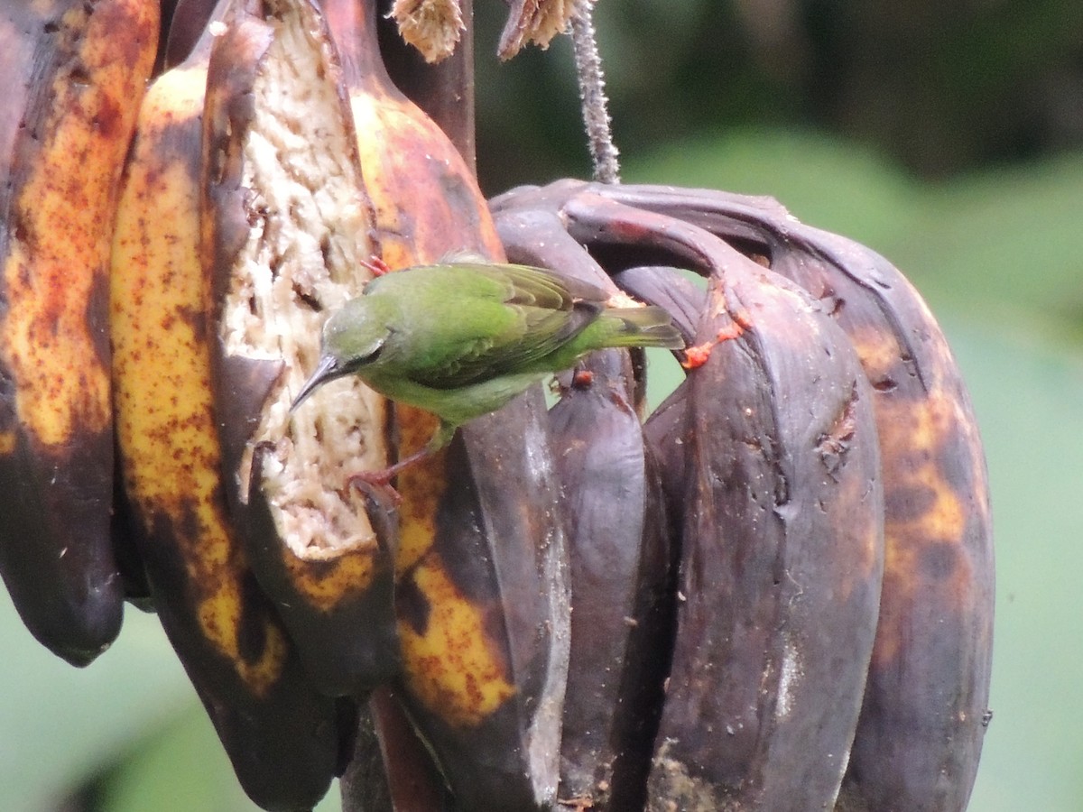 Red-legged Honeycreeper - ML619580510