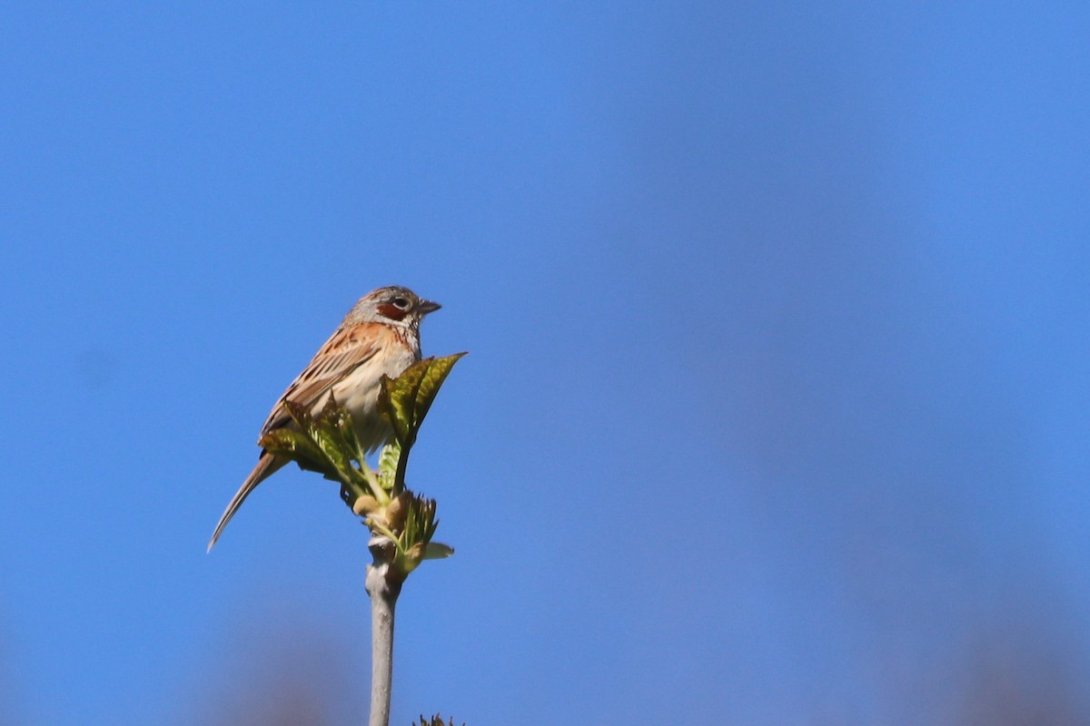 Chestnut-eared Bunting - ML619580512