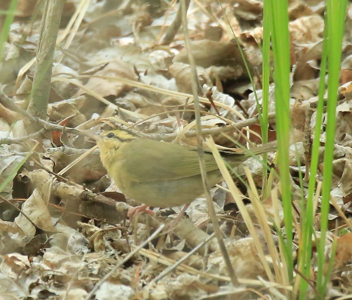 Worm-eating Warbler - Donna Stumpp