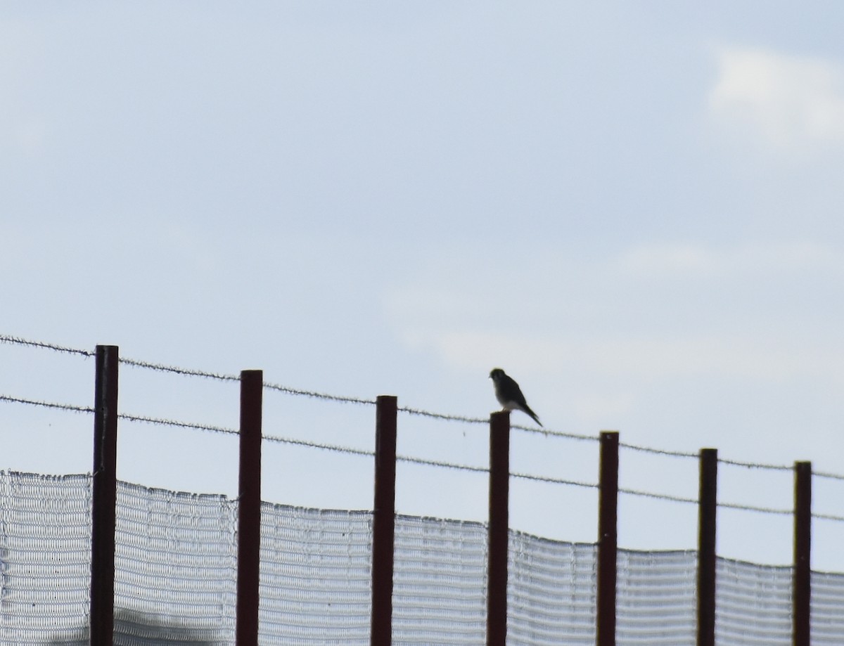 American Kestrel - Fernanda Ferrari