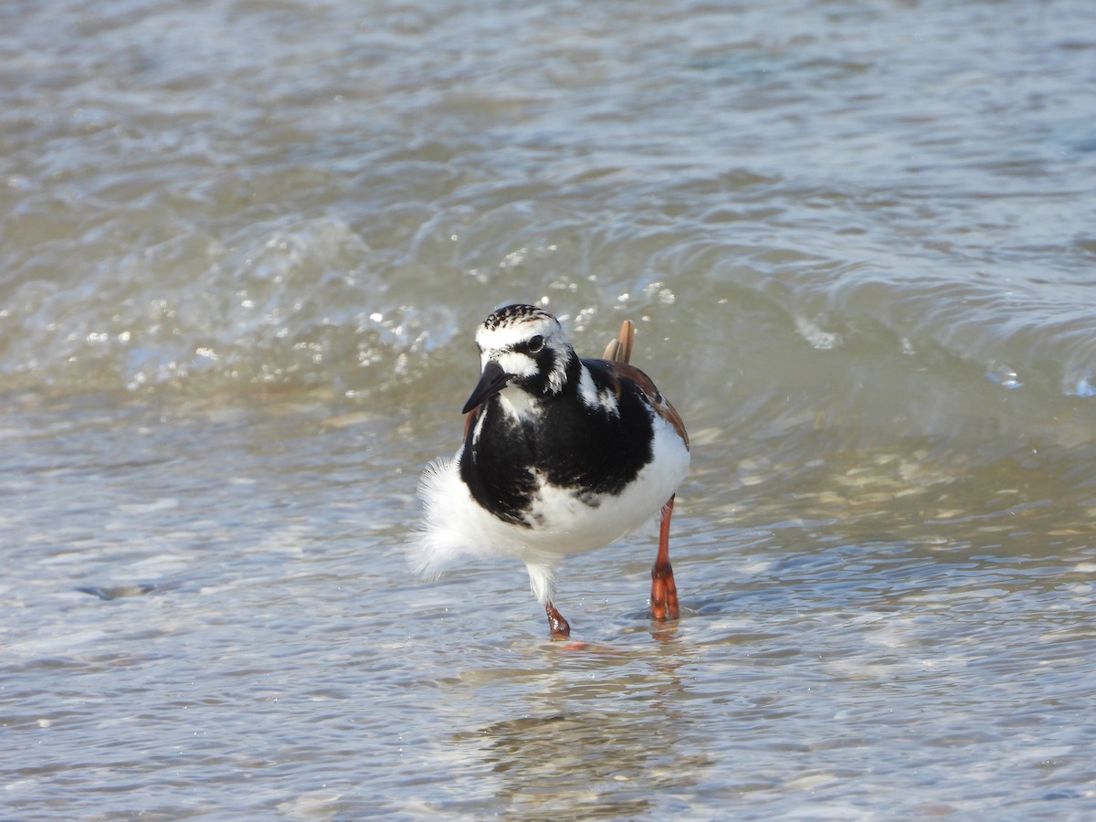 Ruddy Turnstone - Michelle Hanko