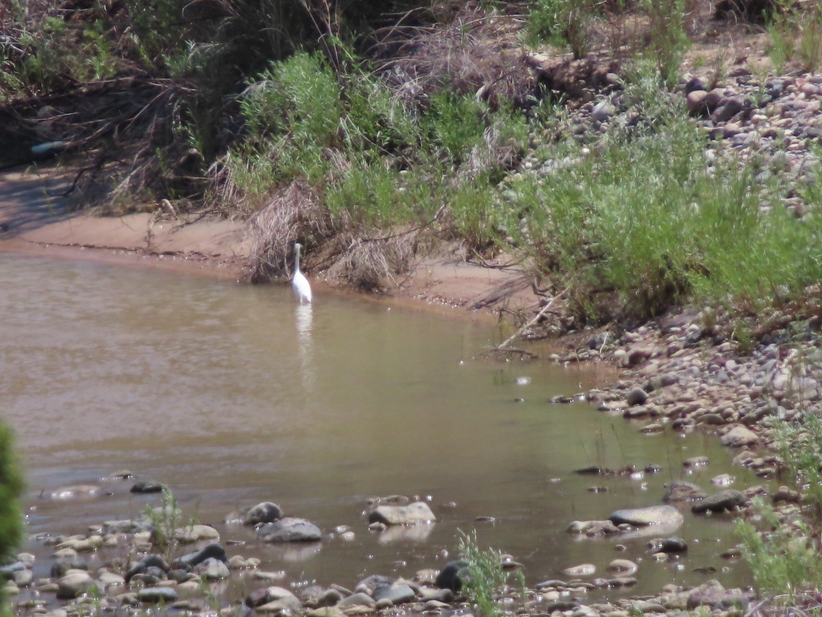 Great Egret - ML619580532