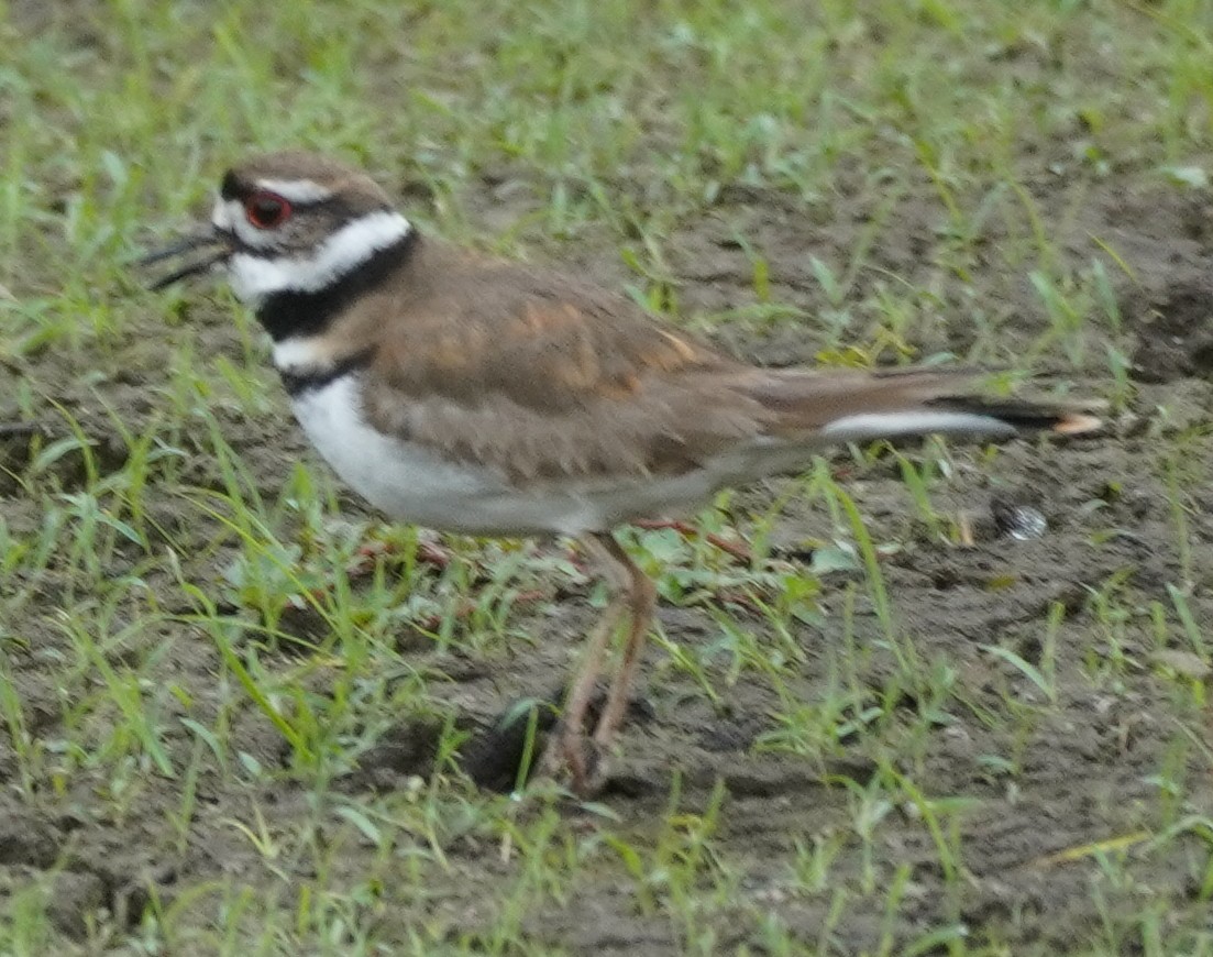 Killdeer - John McCallister