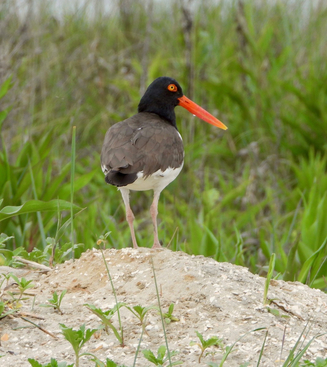 American Oystercatcher - Michelle Hanko