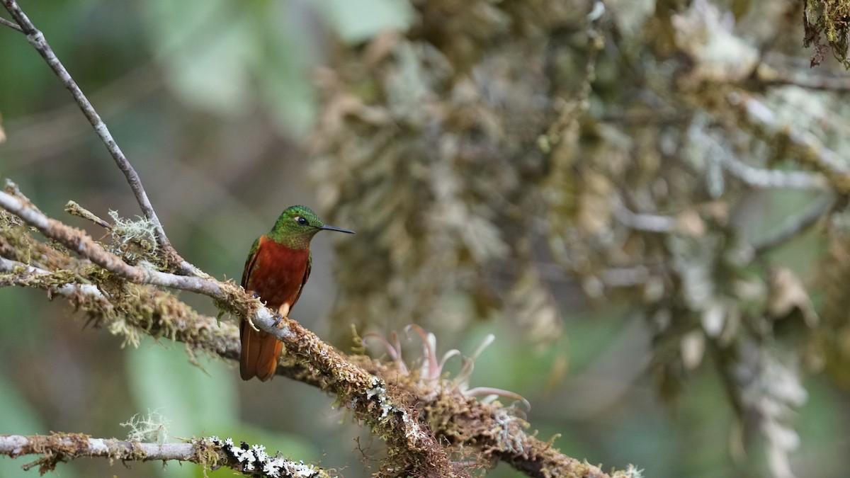 kolibřík peruánský - ML619580552
