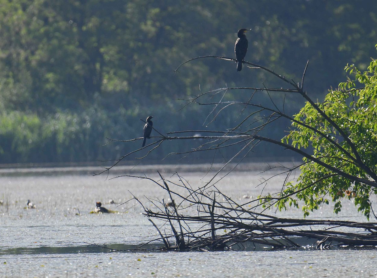 Pygmy Cormorant - Krzysztof Haja