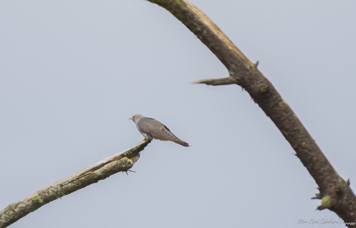 Common Cuckoo - Vítor Xosé Cabaleiro Barroso