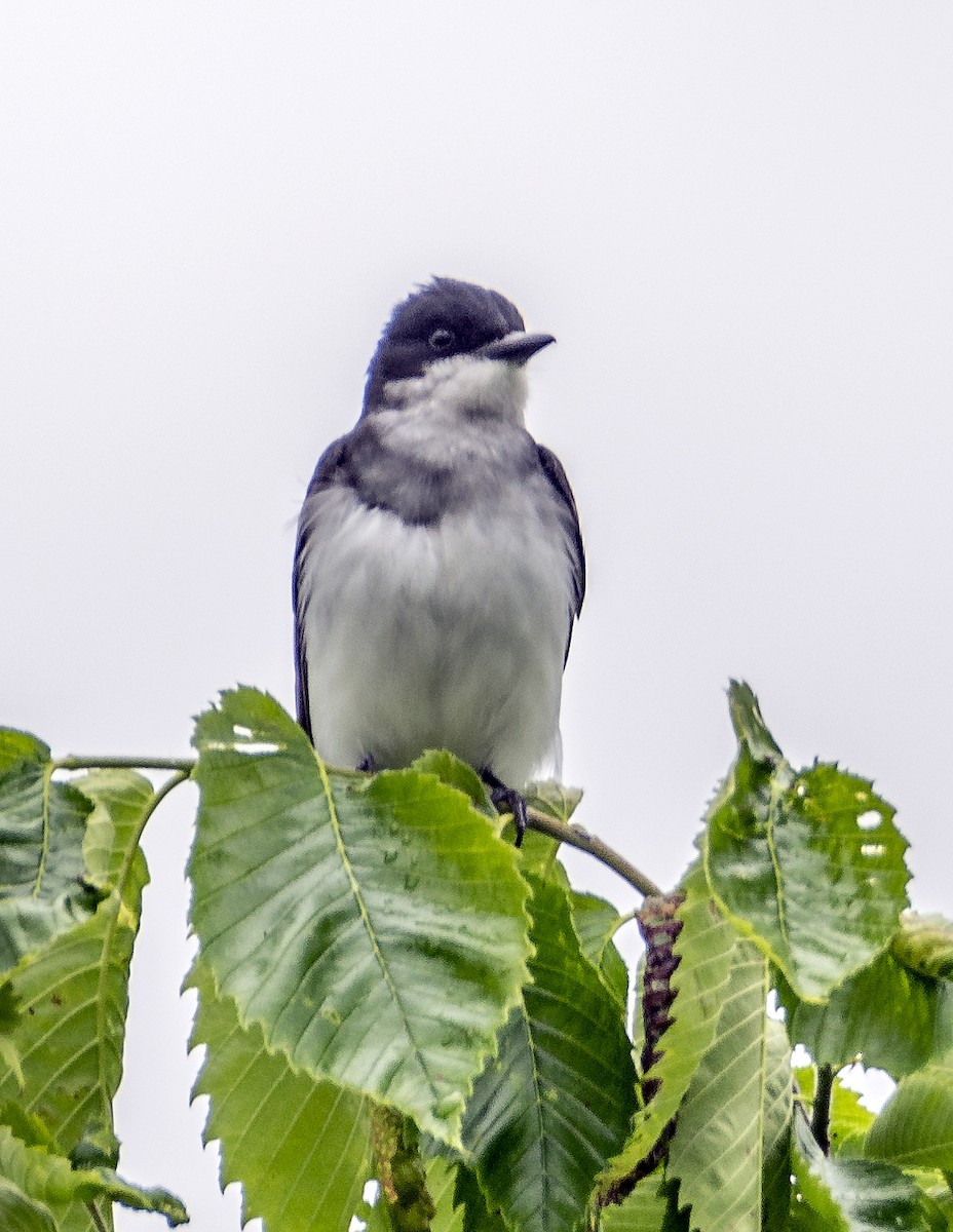 Eastern Kingbird - Ken  Czworka