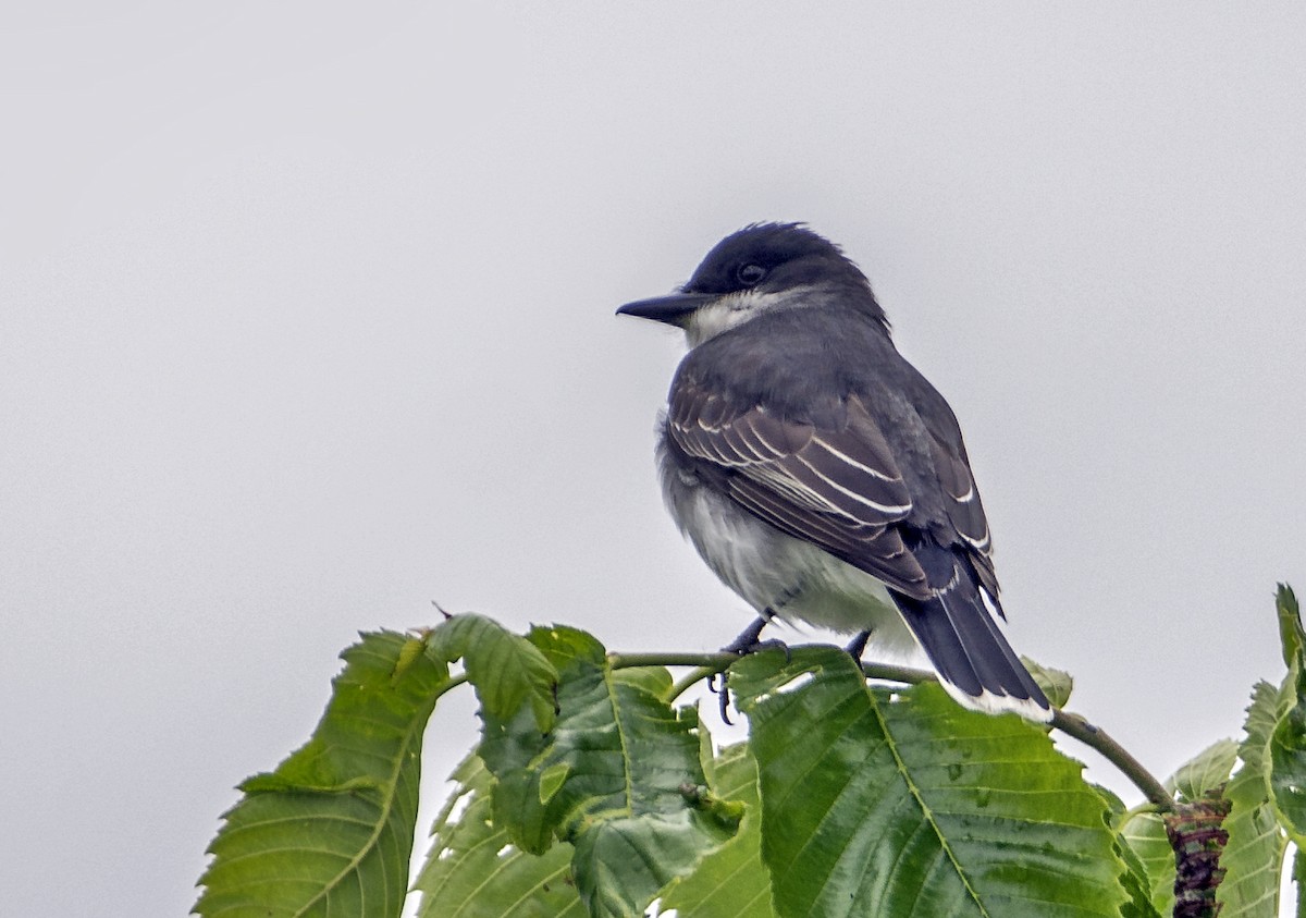 Eastern Kingbird - Ken  Czworka