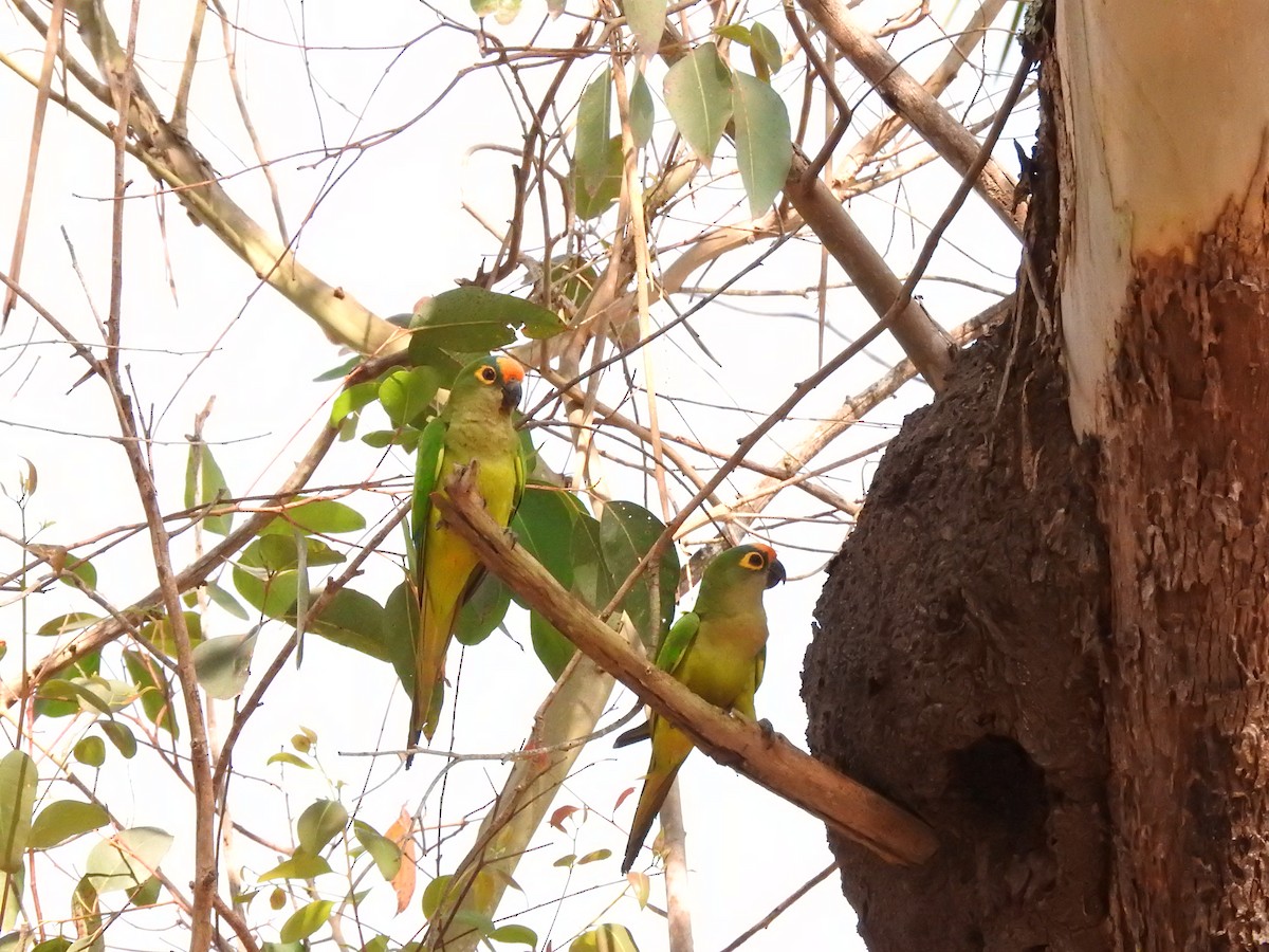 Peach-fronted Parakeet - Roberto Rebeque Junior