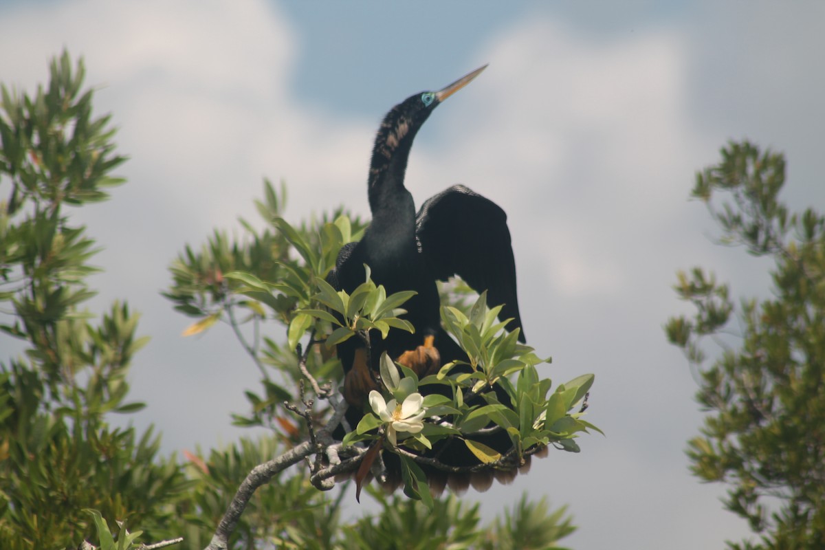 Anhinga Americana - ML619580564