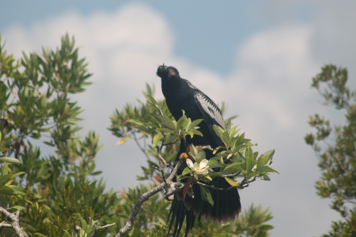 Anhinga Americana - ML619580566