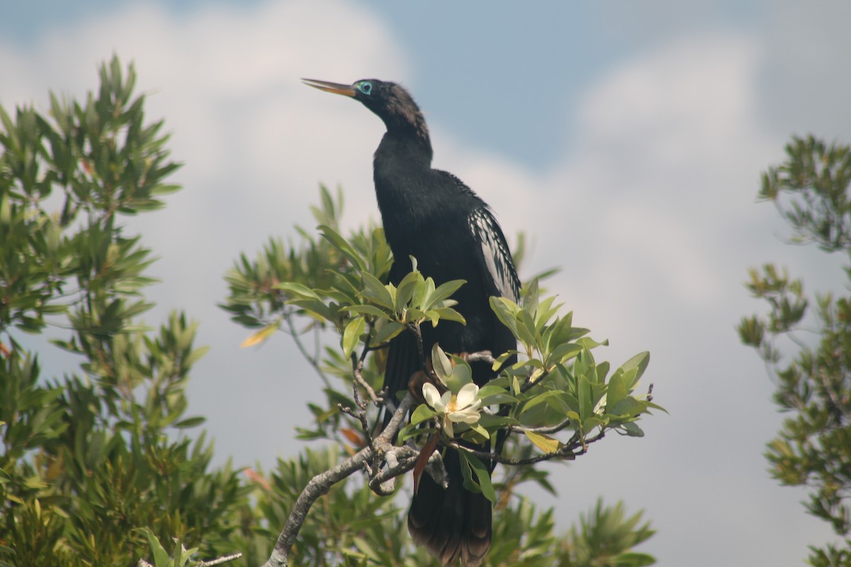 Anhinga Americana - ML619580567