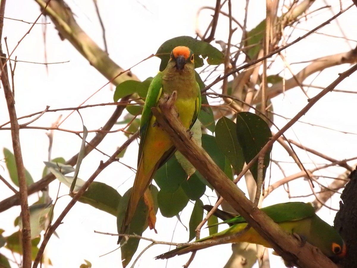 Peach-fronted Parakeet - Roberto Rebeque Junior