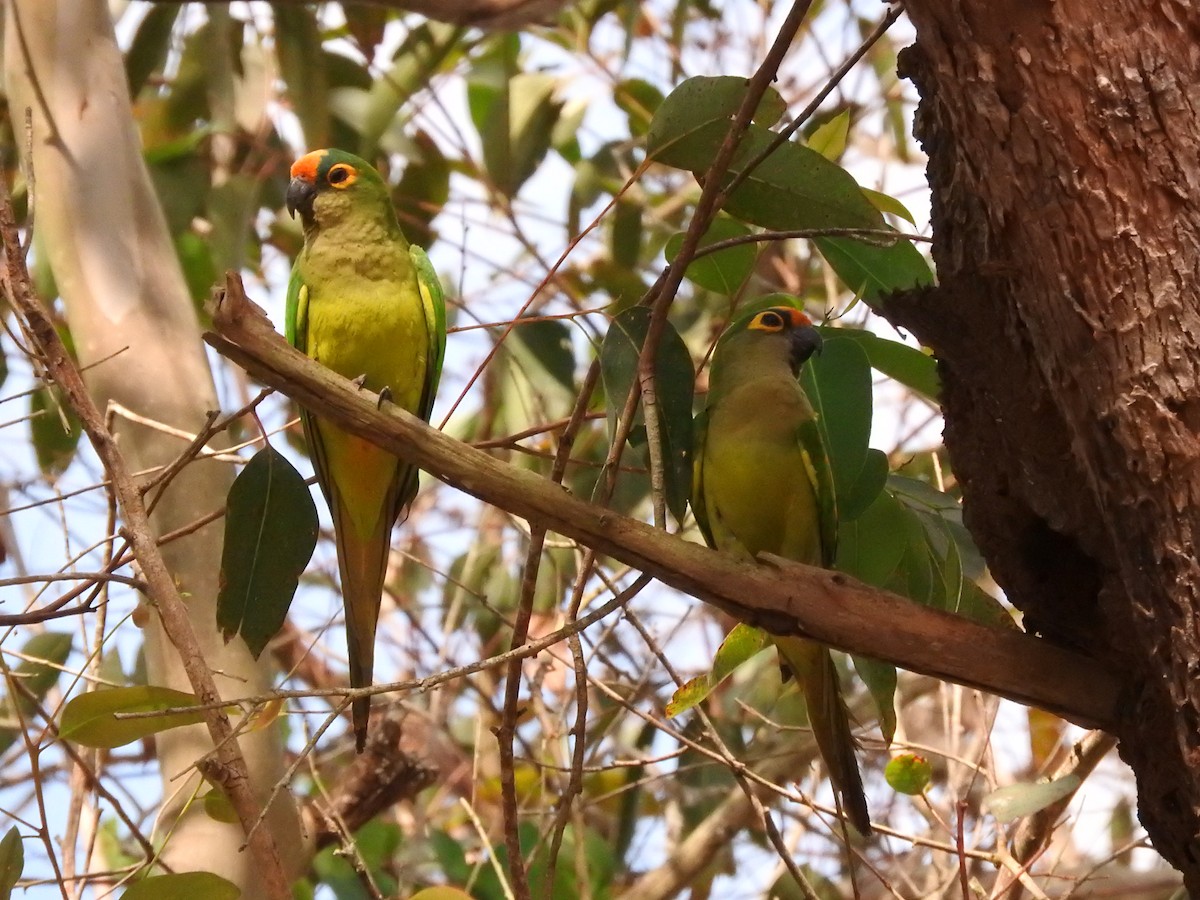 Peach-fronted Parakeet - Roberto Rebeque Junior