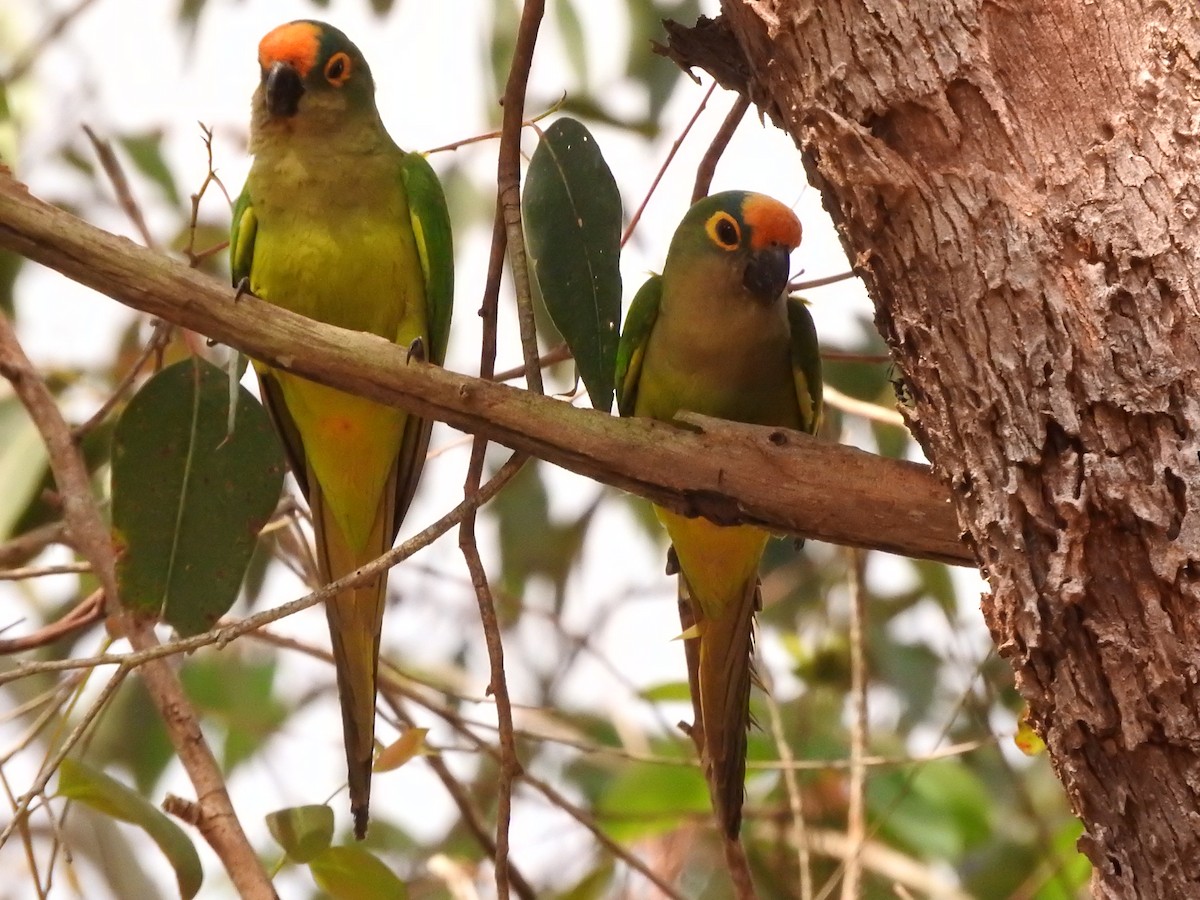 Peach-fronted Parakeet - Roberto Rebeque Junior