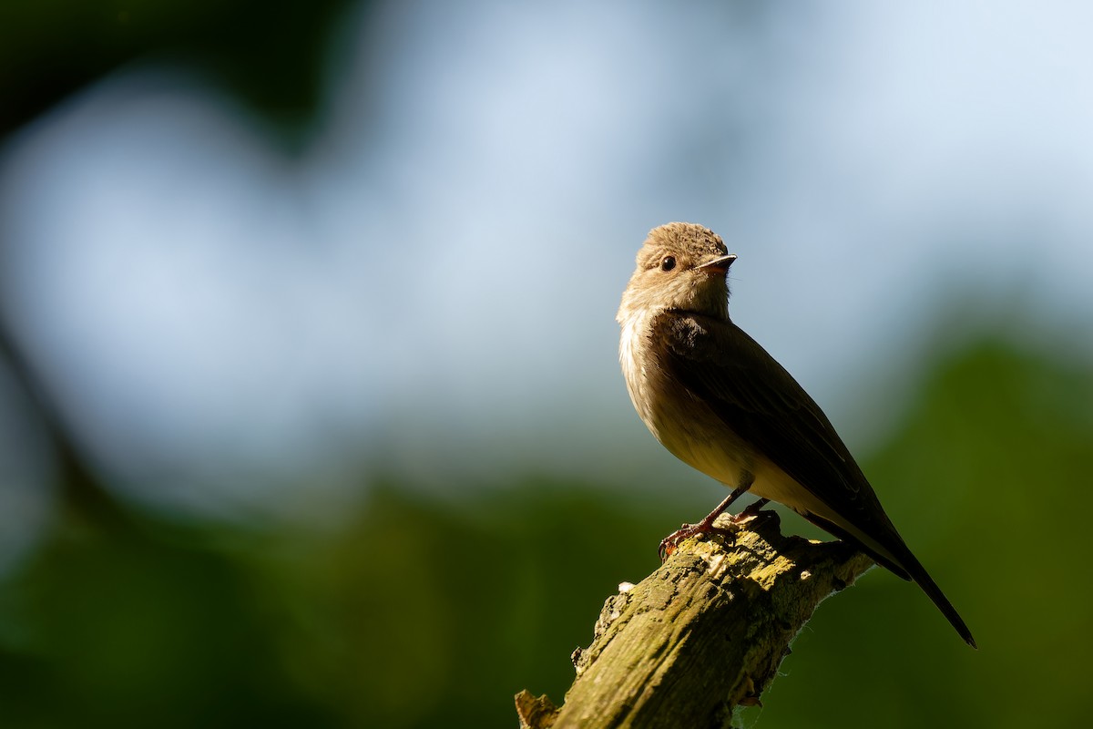 Spotted Flycatcher - Andreas Stadler