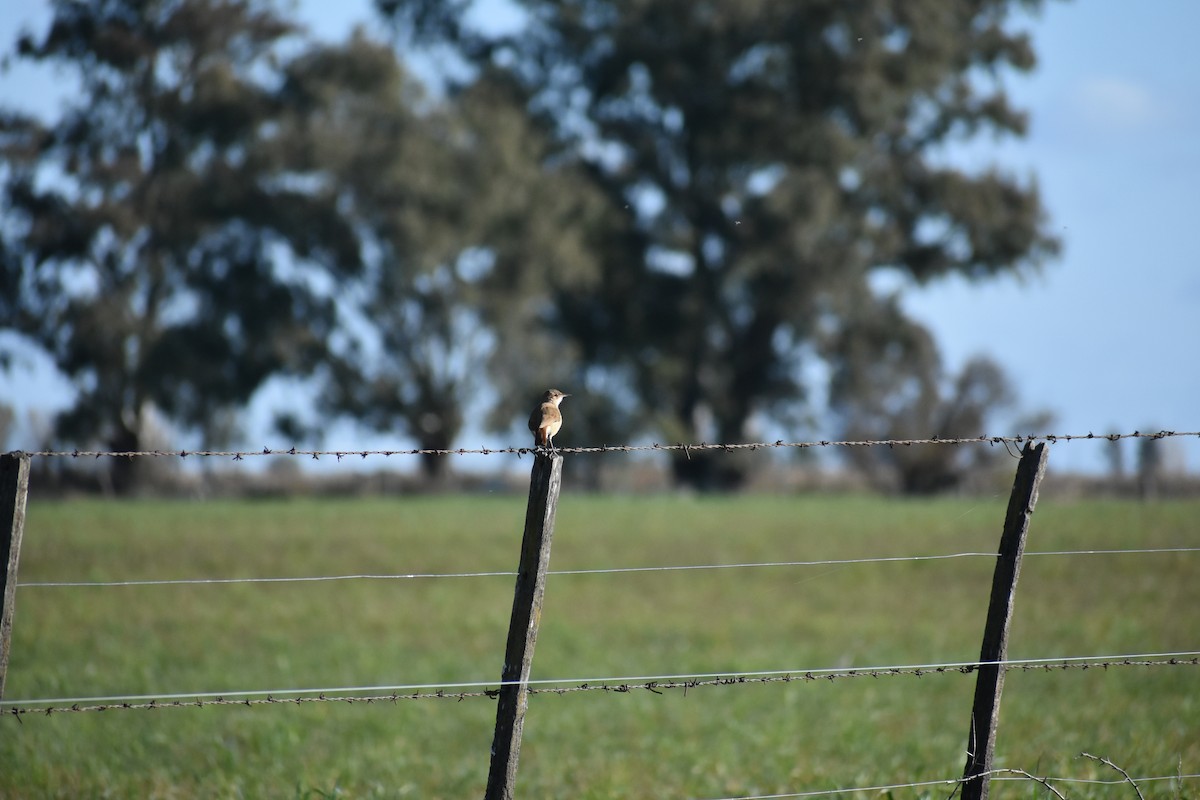 Rufous Hornero - Fernanda Ferrari