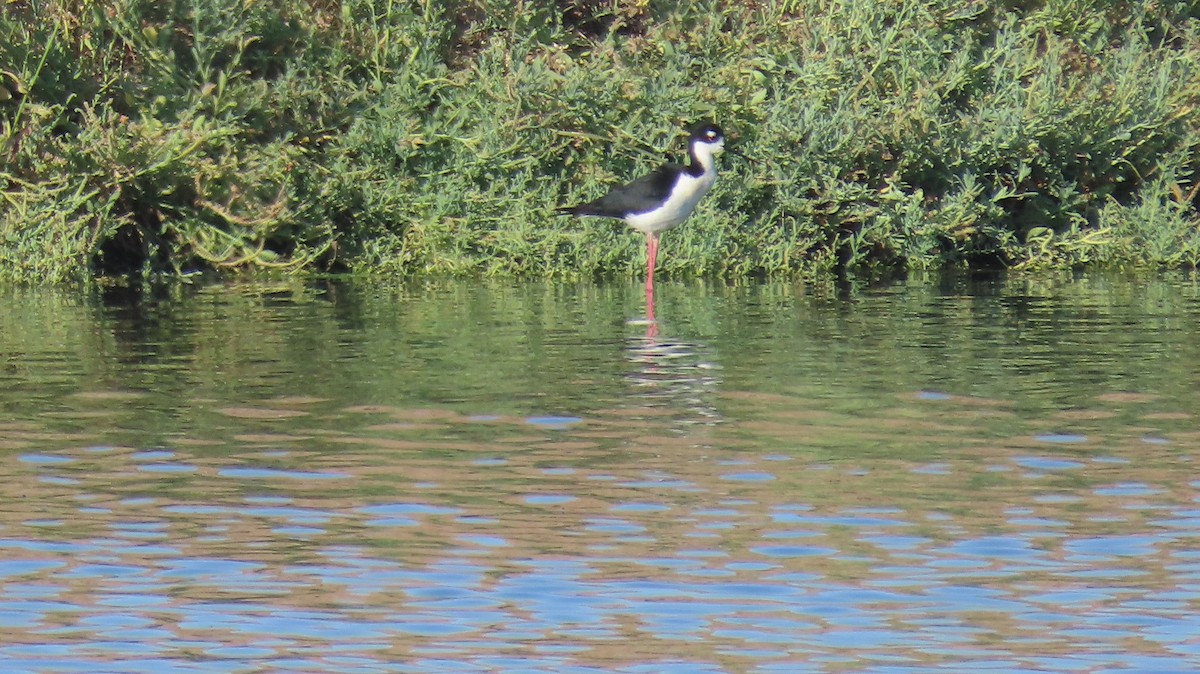 Black-necked Stilt - Anne (Webster) Leight