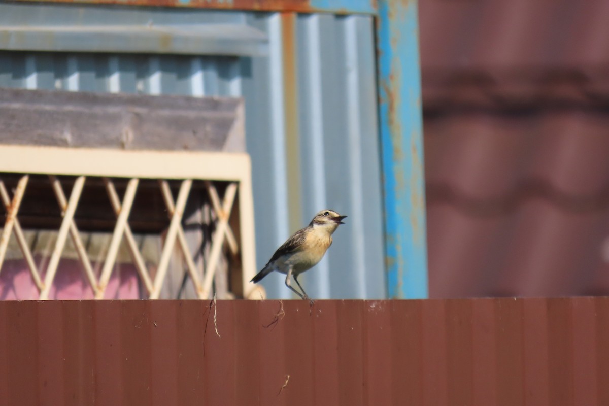 Whinchat - Анастасия Алексеева