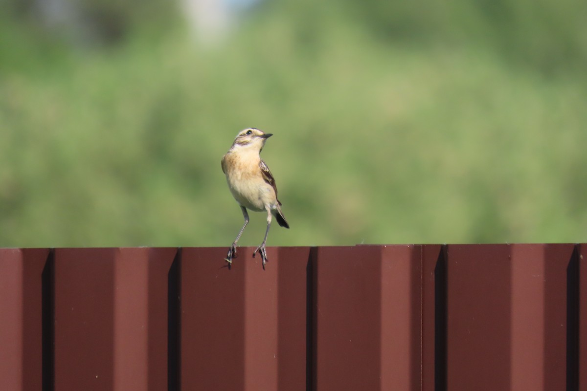 Whinchat - Анастасия Алексеева