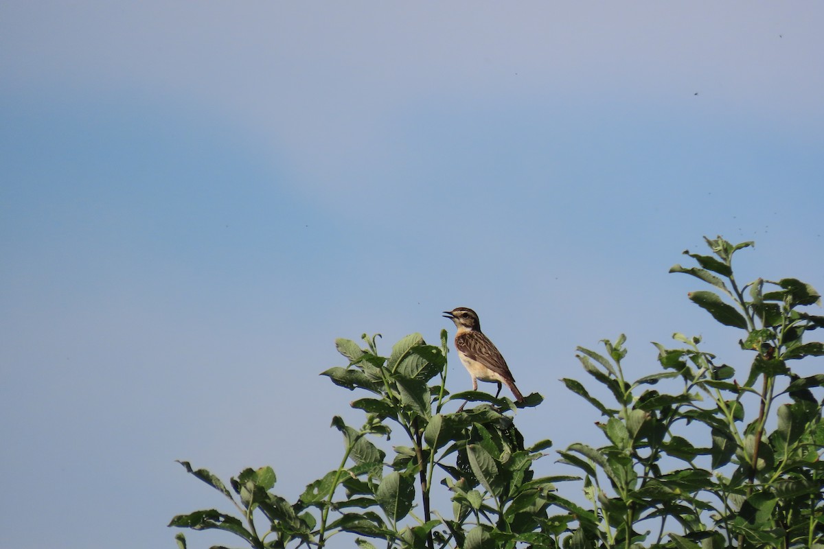 Whinchat - Анастасия Алексеева