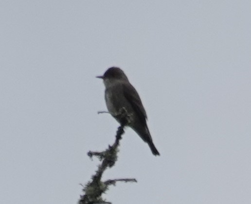 Olive-sided Flycatcher - Justin Cook