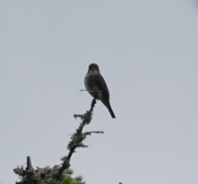 Olive-sided Flycatcher - Justin Cook