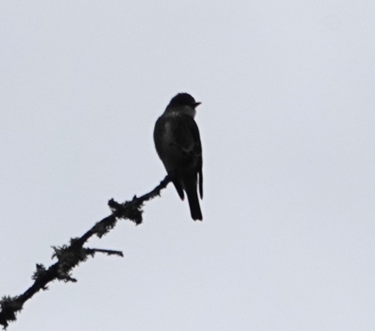 Olive-sided Flycatcher - Justin Cook