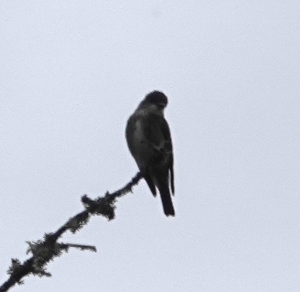 Olive-sided Flycatcher - Justin Cook