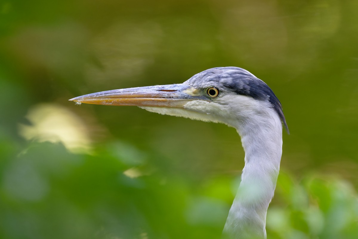 Gray Heron - Andreas Stadler