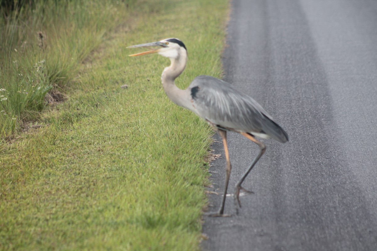 Great Blue Heron - ML619580601