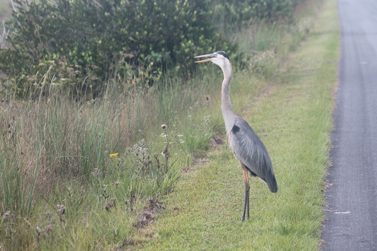 Great Blue Heron - ML619580605