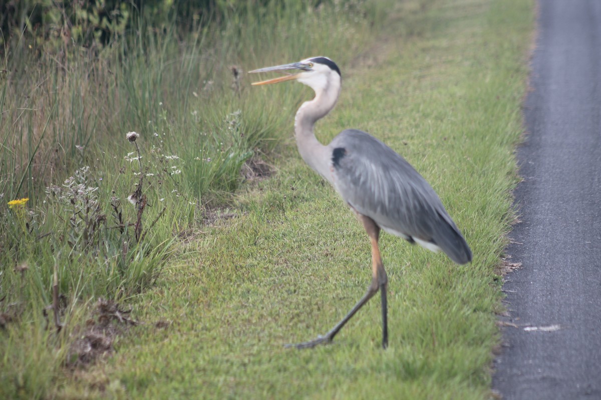 Great Blue Heron - Kyle Smith