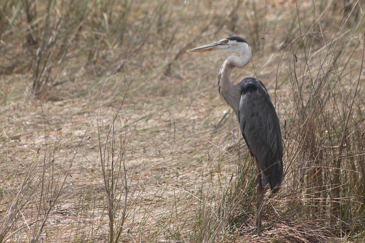 Great Blue Heron - Kyle Smith