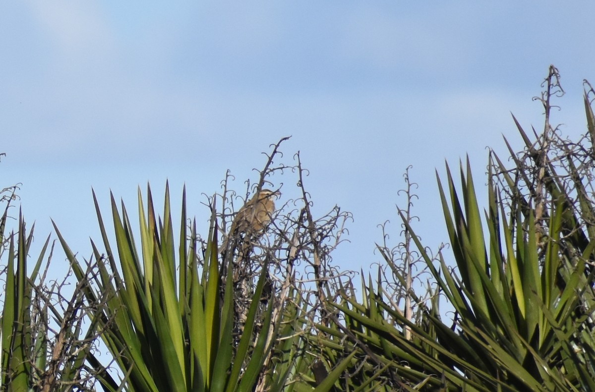 Leñatero - ML619580608