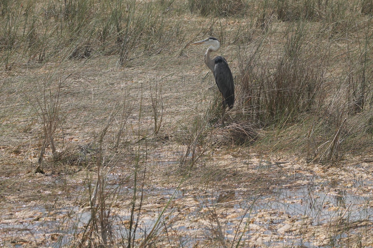 Great Blue Heron - Kyle Smith