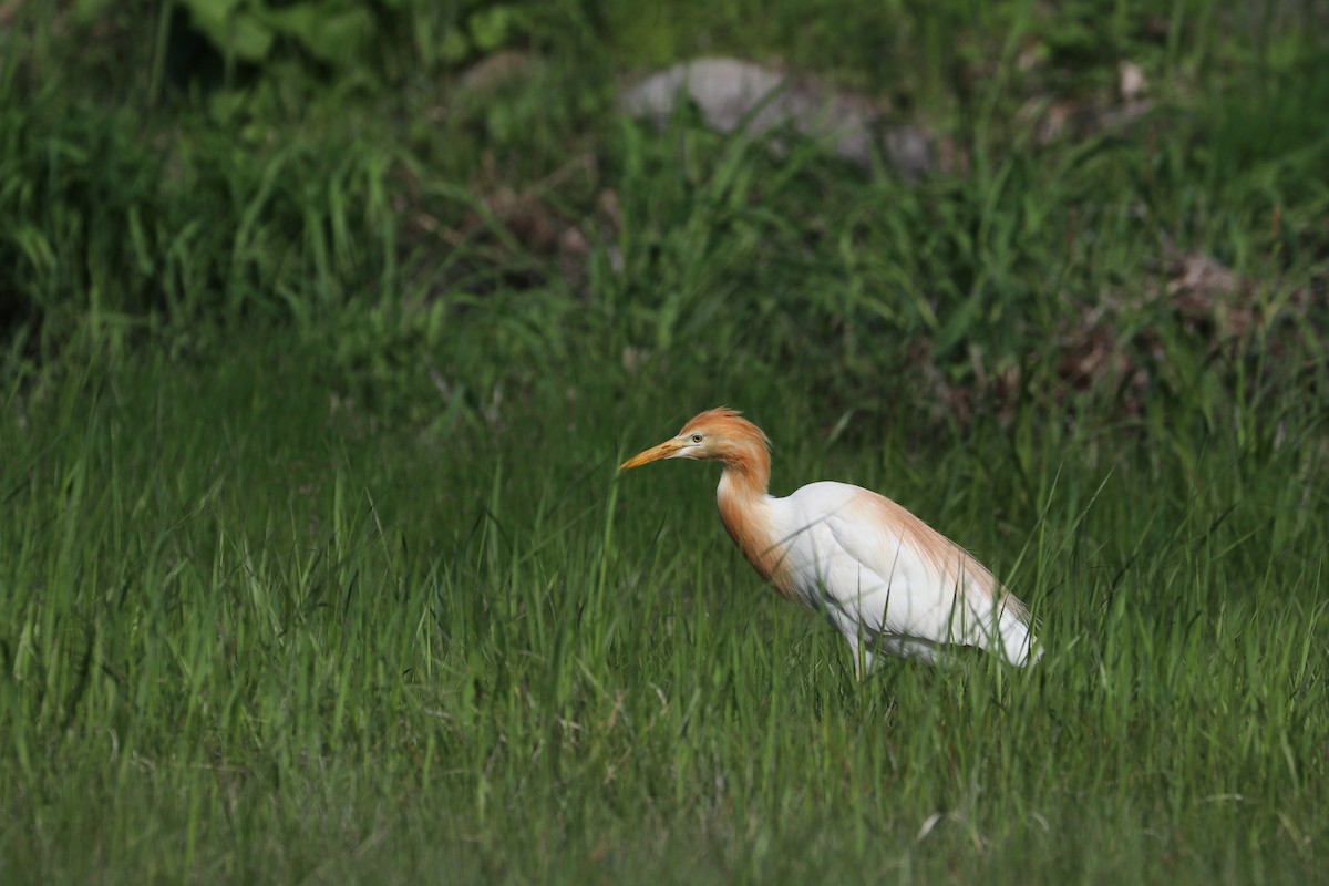 Eastern Cattle Egret - Mariia Bukhareva