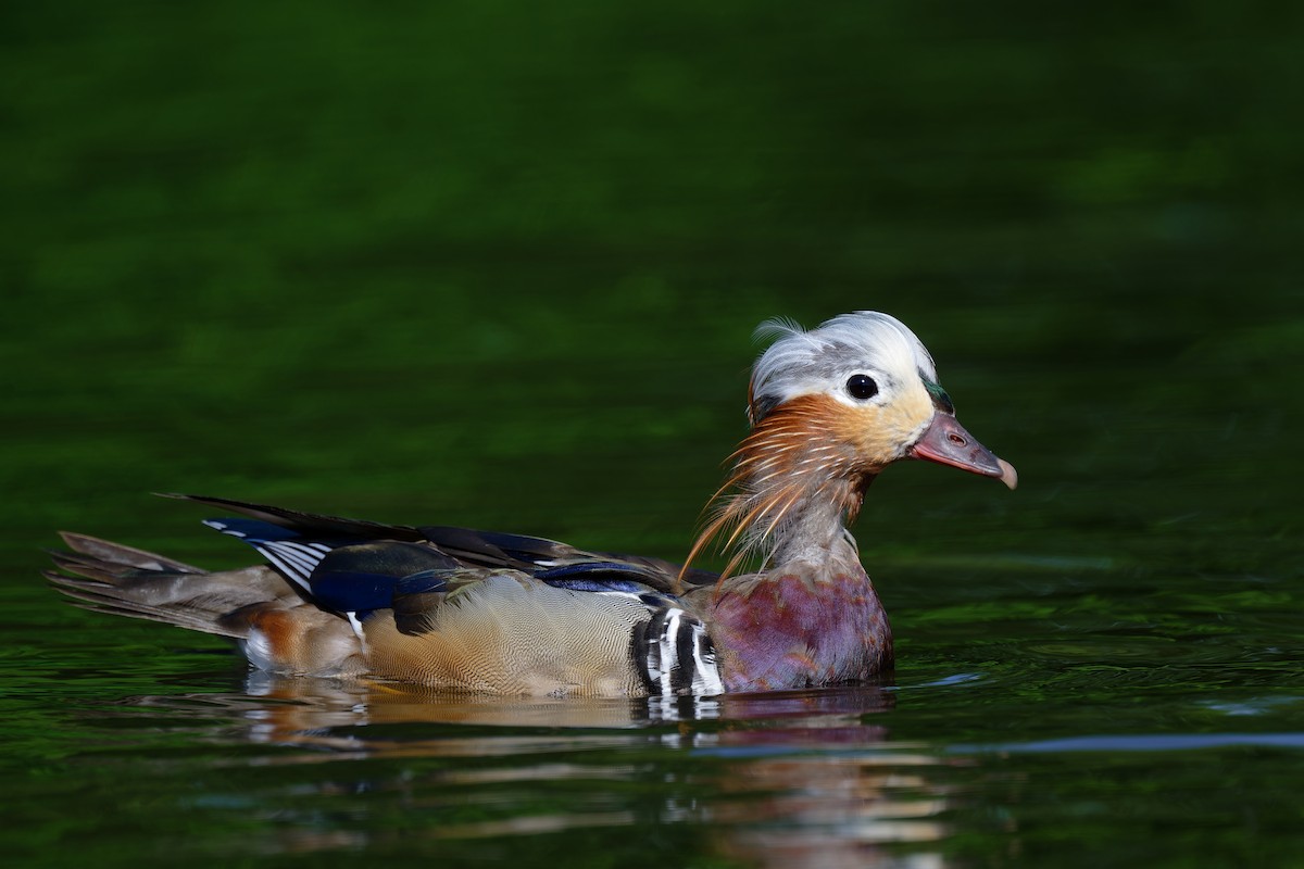 Mandarin Duck - Andreas Stadler