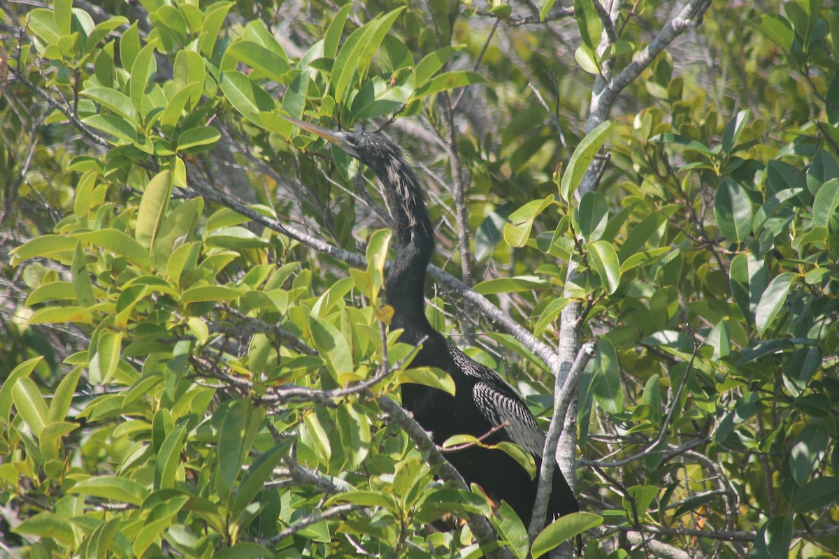 Anhinga Americana - ML619580613