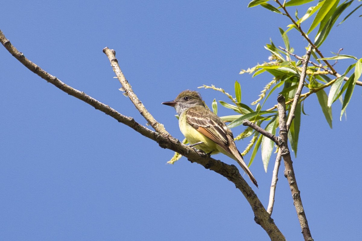 Great Crested Flycatcher - ML619580619