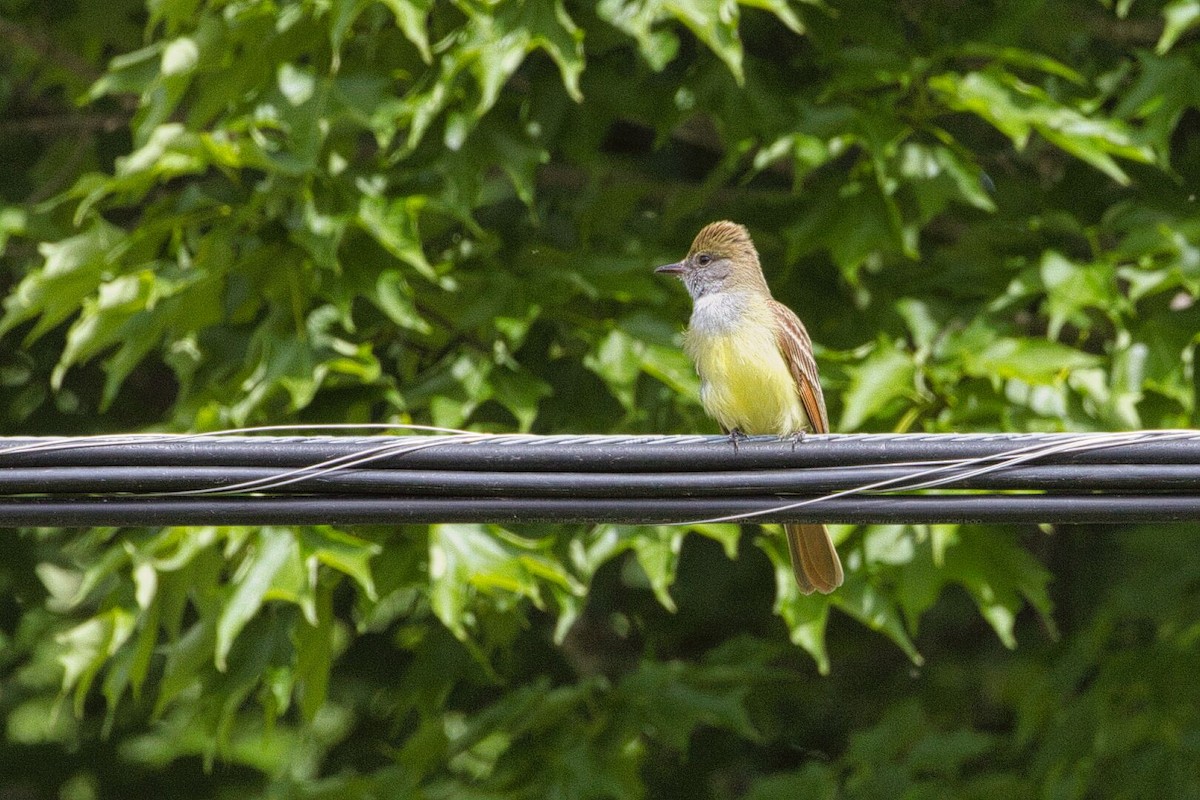 Great Crested Flycatcher - ML619580623