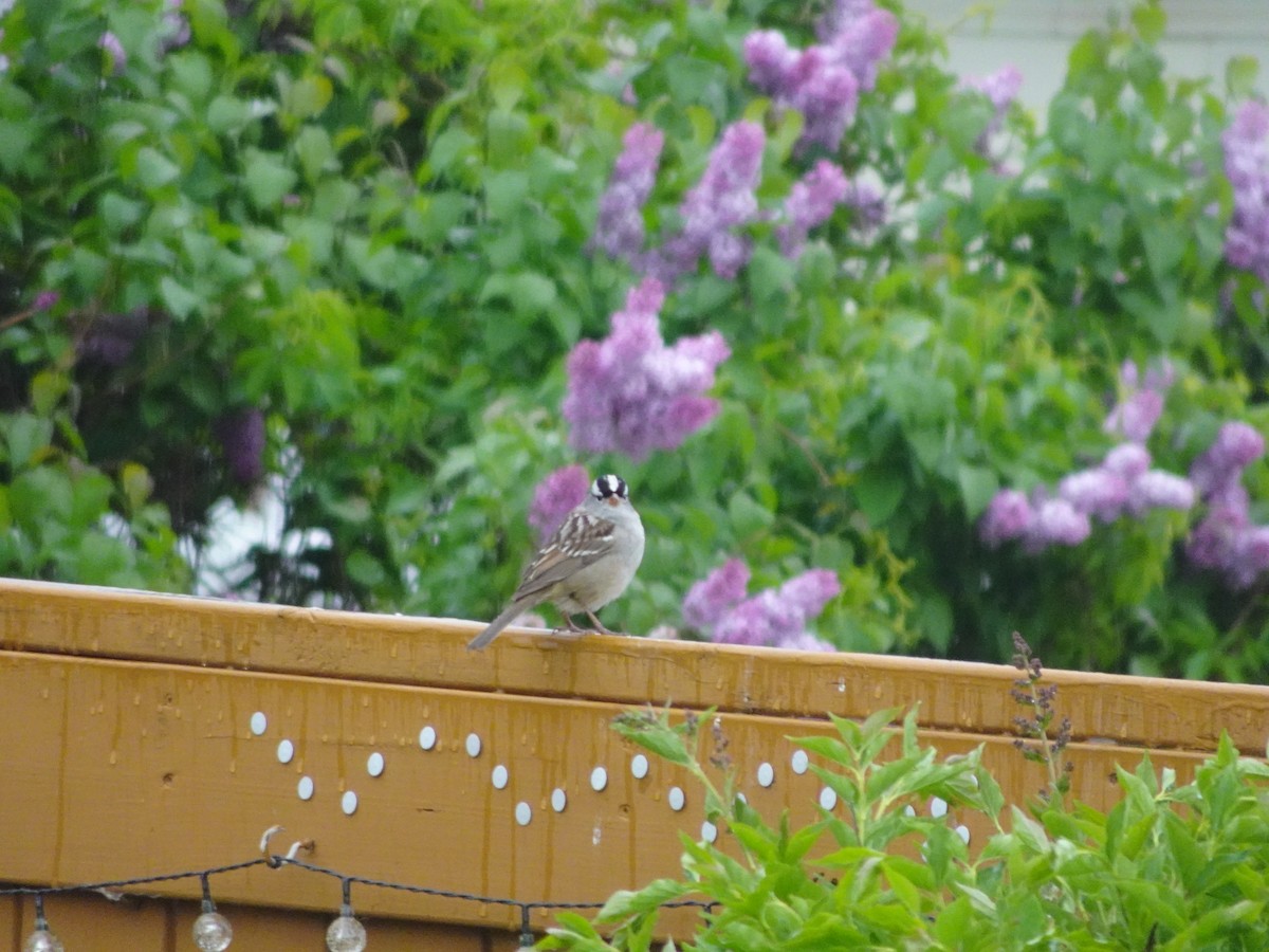 White-crowned Sparrow - Linda Derkacz