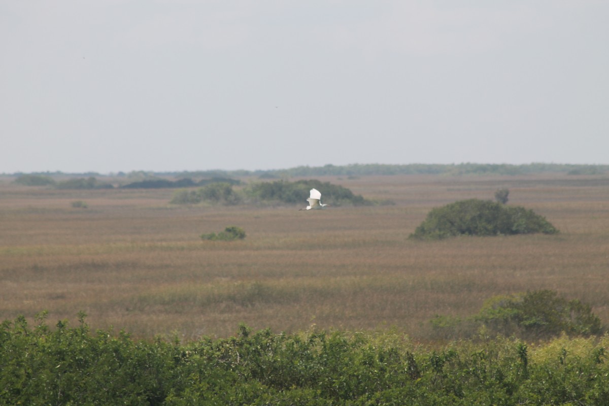 Great Egret - ML619580630