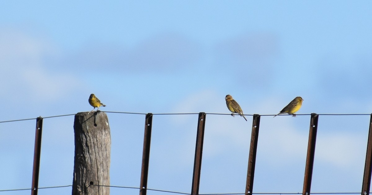 Grassland Yellow-Finch - ML619580632