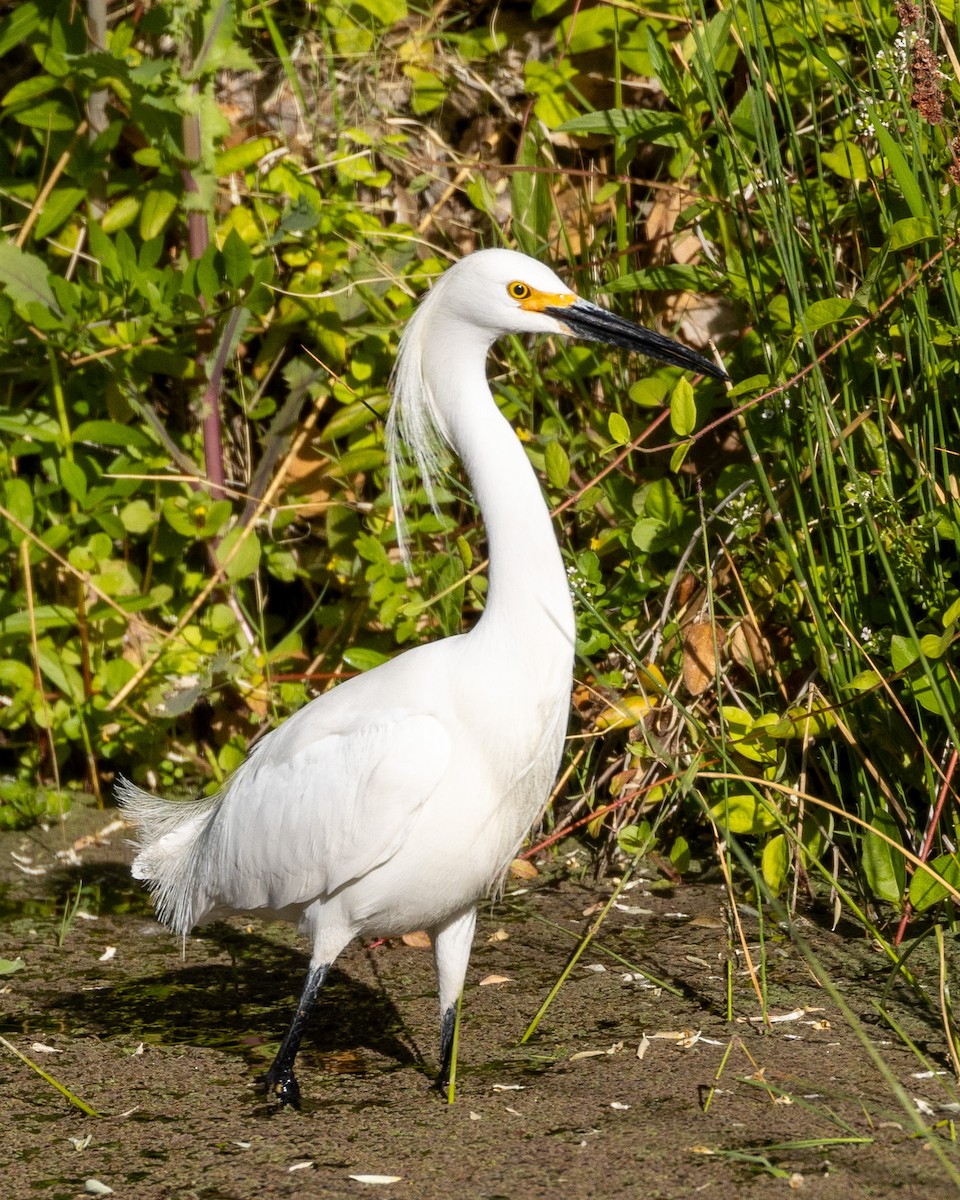 Snowy Egret - Philip Kline