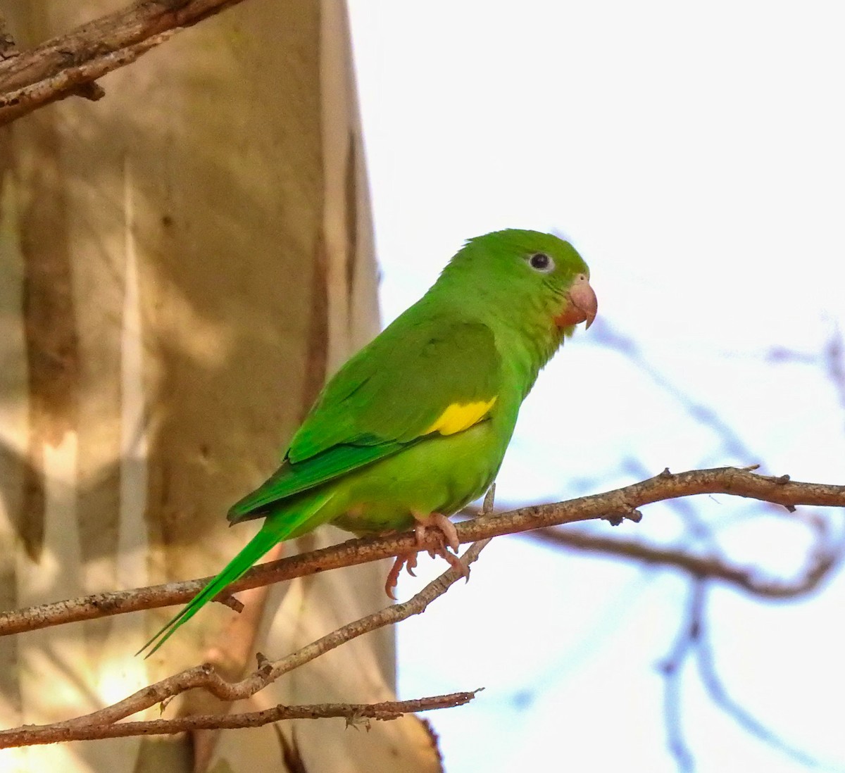 Yellow-chevroned Parakeet - Roberto Rebeque Junior