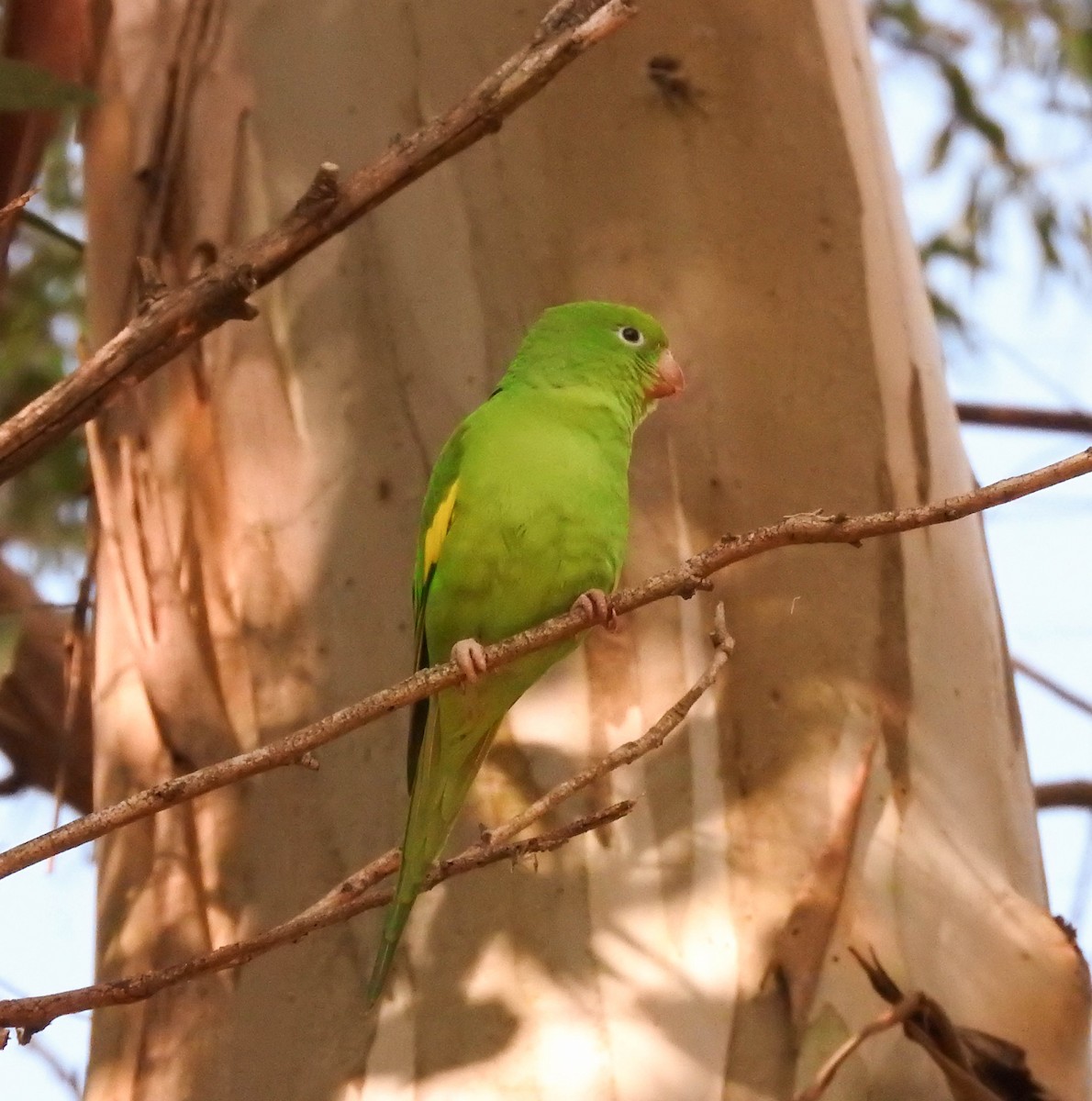 Yellow-chevroned Parakeet - Roberto Rebeque Junior