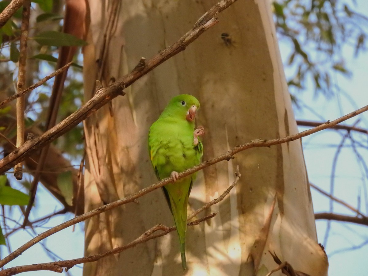 Yellow-chevroned Parakeet - Roberto Rebeque Junior