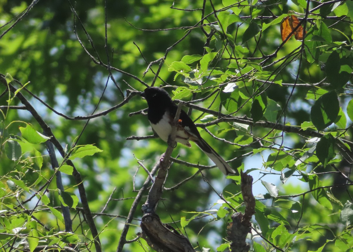 Eastern Towhee - Katsu Sakuma